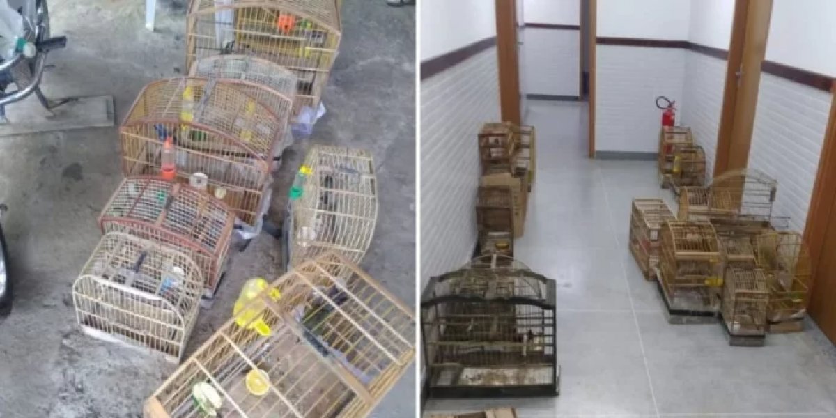 Aves silvestres são resgatadas em Planalto após denúncia de cativeiro irregular