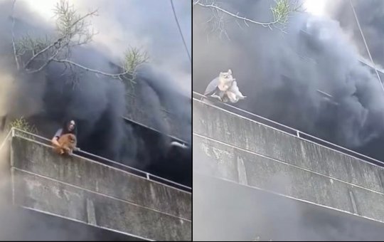 Apartamento pega fogo e mulher joga cachorros da sacada para salvá-los