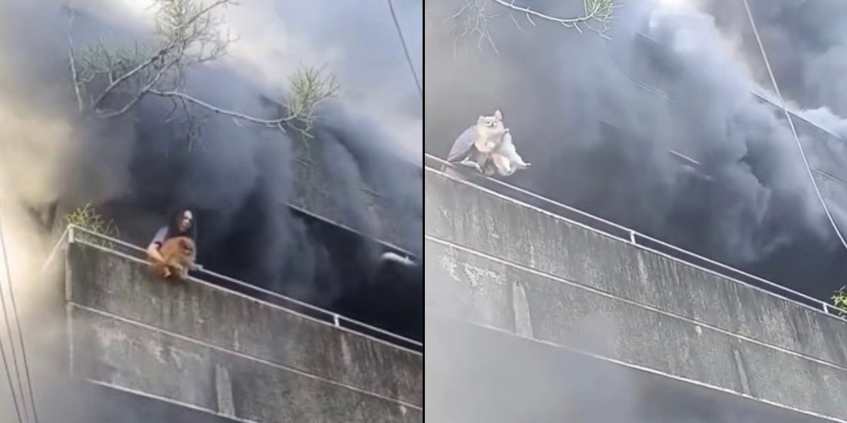 Apartamento pega fogo e mulher joga cachorros da sacada para salvá-los