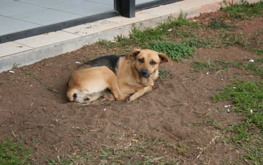 Salvador emite alerta de raiva em filhote de cachorro após 20 anos