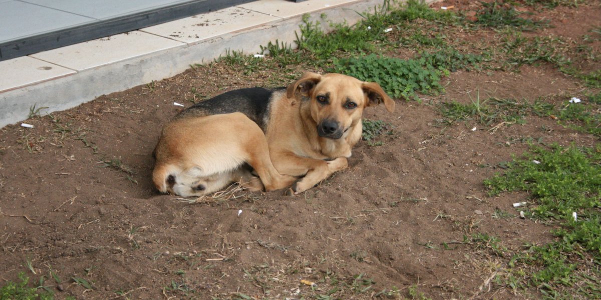 Imagem ilustrada de um cachorro