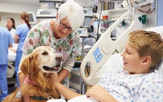 Câmara aprova projeto que autoriza entrada de pets em hospitais públicos e privados