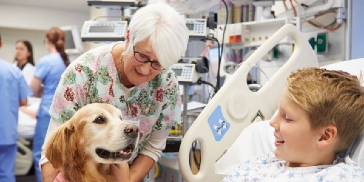 Câmara aprova projeto que autoriza entrada de pets em hospitais públicos e privados