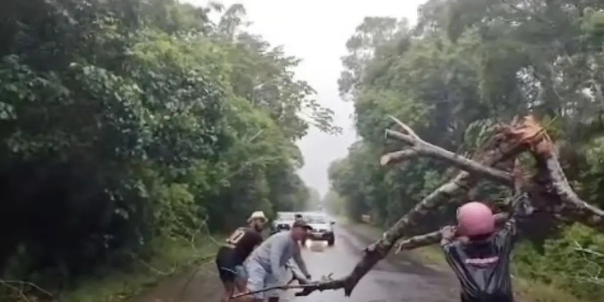 Chuva derruba árvores na BA-001 entre Ilhéus e Itacaré e bloqueia totalmente a rodovia