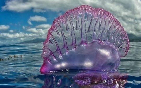 Salvamar alerta para presença de caravelas-portuguesas em praias de Salvador