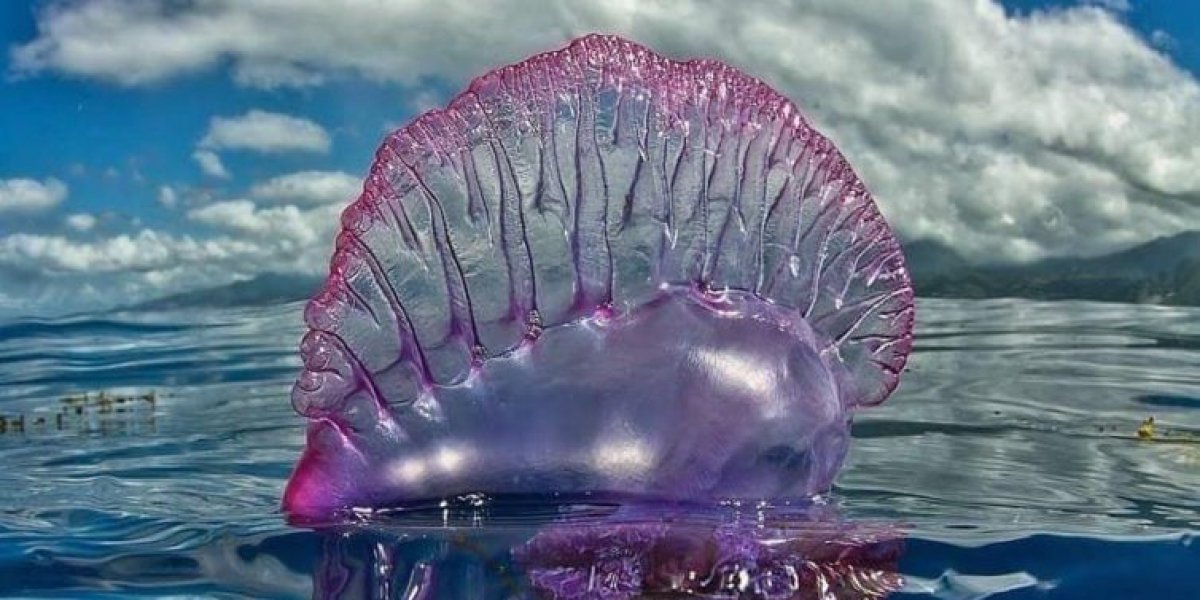 Salvamar alerta para presença de caravelas-portuguesas em praias de Salvador