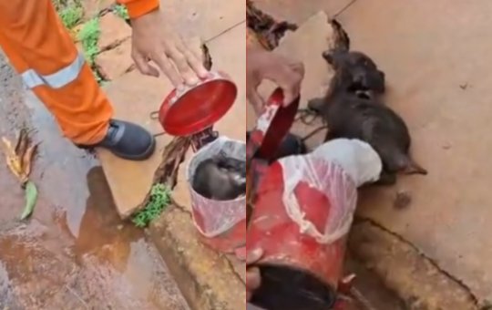 Garís resgatam cachorro encontrado dentro de lata de lixo prestes a ser triturada