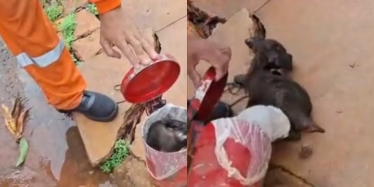 Garís resgatam cachorro encontrado dentro de lata de lixo prestes a ser triturada