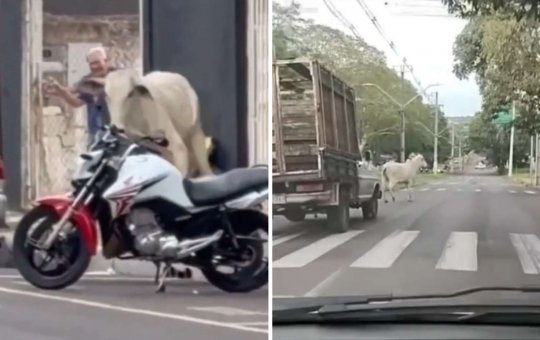 Boi foge de picape a caminho de frigorífico e corre nas ruas de cidade do Paraná