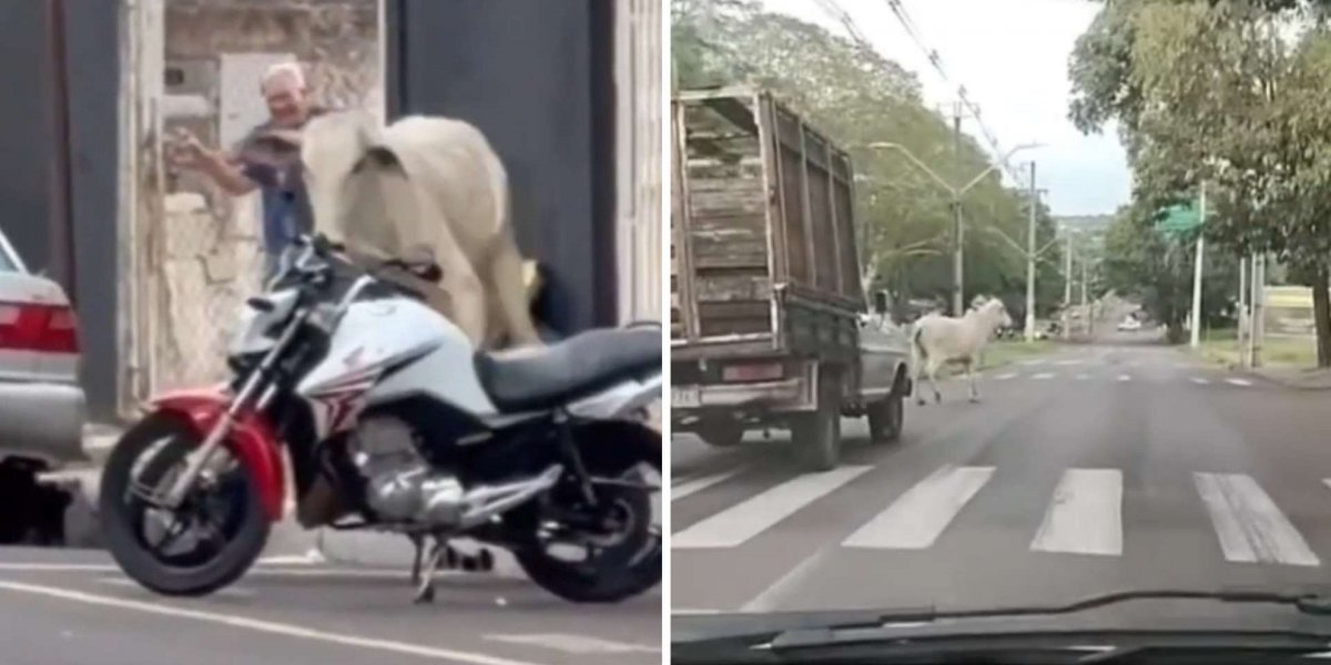 Boi foge de picape a caminho de frigorífico e corre nas ruas de cidade do Paraná