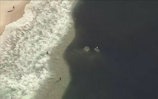 Cardumes impressionam banhistas e viram atração na Praia do Leme, no Rio