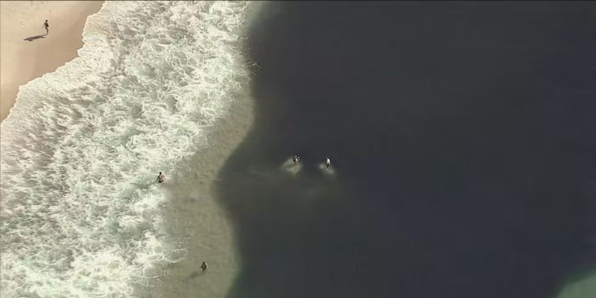 Cardumes impressionam banhistas e viram atração na Praia do Leme, no Rio