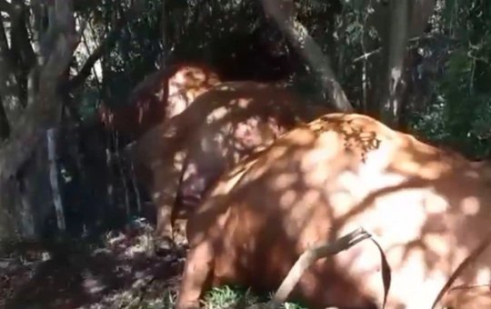 Tempestade com raios mata 26 bois em propriedade rural de Santa Catarina