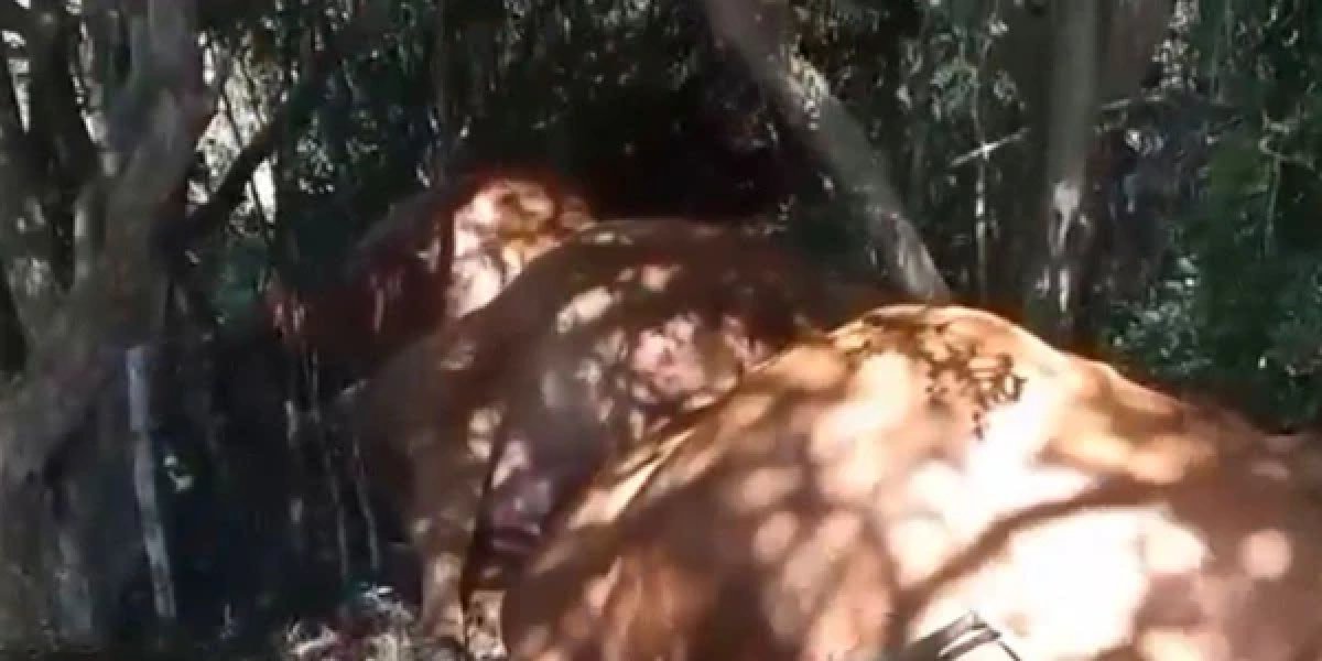 Tempestade com raios mata 26 bois em propriedade rural de Santa Catarina