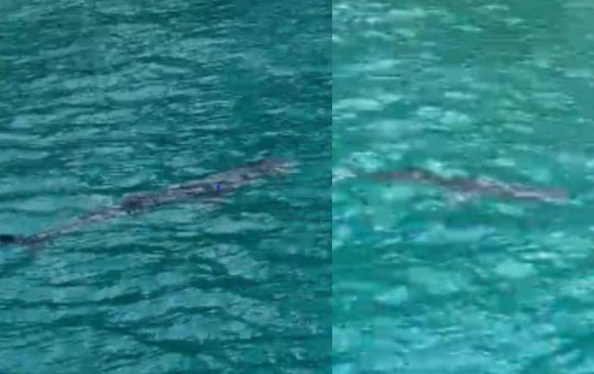 Moradores registram aparição de tubarão na Baía de Todos-os-Santos, em Salvador