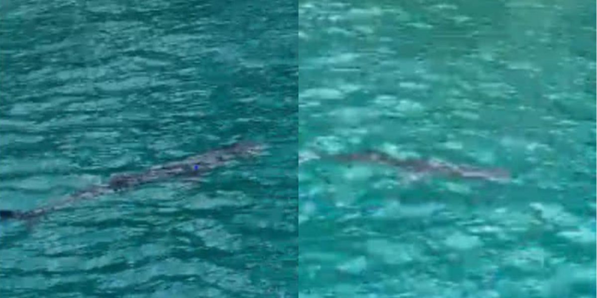 Moradores registram aparição de tubarão na Baía de Todos-os-Santos, em Salvador