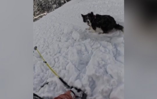 Esquiadora e cachorro são arrastados por avalanche durante descida em montanha de Andorra