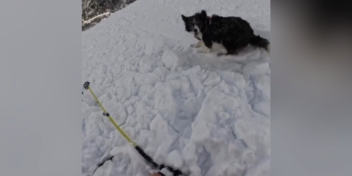 Esquiadora e cachorro são arrastados por avalanche durante descida em montanha de Andorra