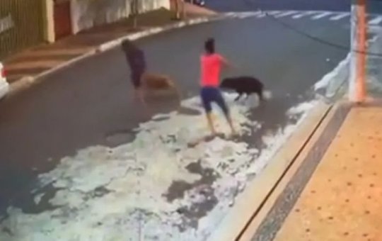 Criança tem parte do couro cabeludo arrancado após ataque de pitbulls