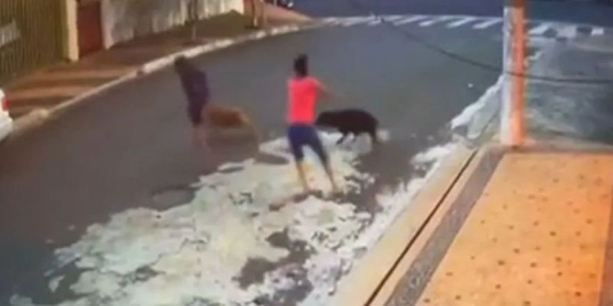 Criança tem parte do couro cabeludo arrancado após ataque de pitbulls