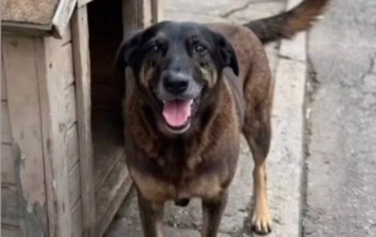 Caso Orelha: Adolescentes suspeitos de matar cão comunitário já tentaram afogar outro animal, diz delegado