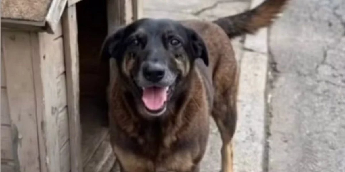 Caso Orelha: Adolescentes suspeitos de matar cão comunitário já tentaram afogar outro animal, diz delegado