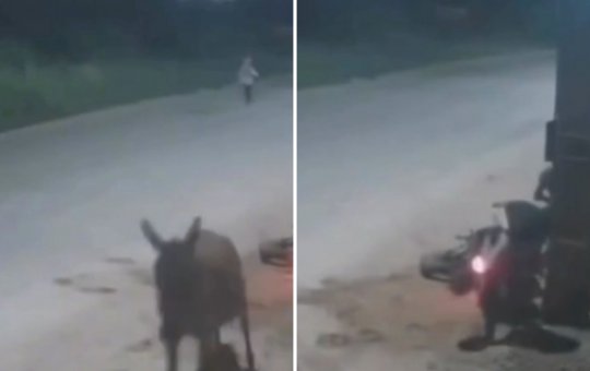 Motociclista é assaltado após se chocar com cavalo em avenida