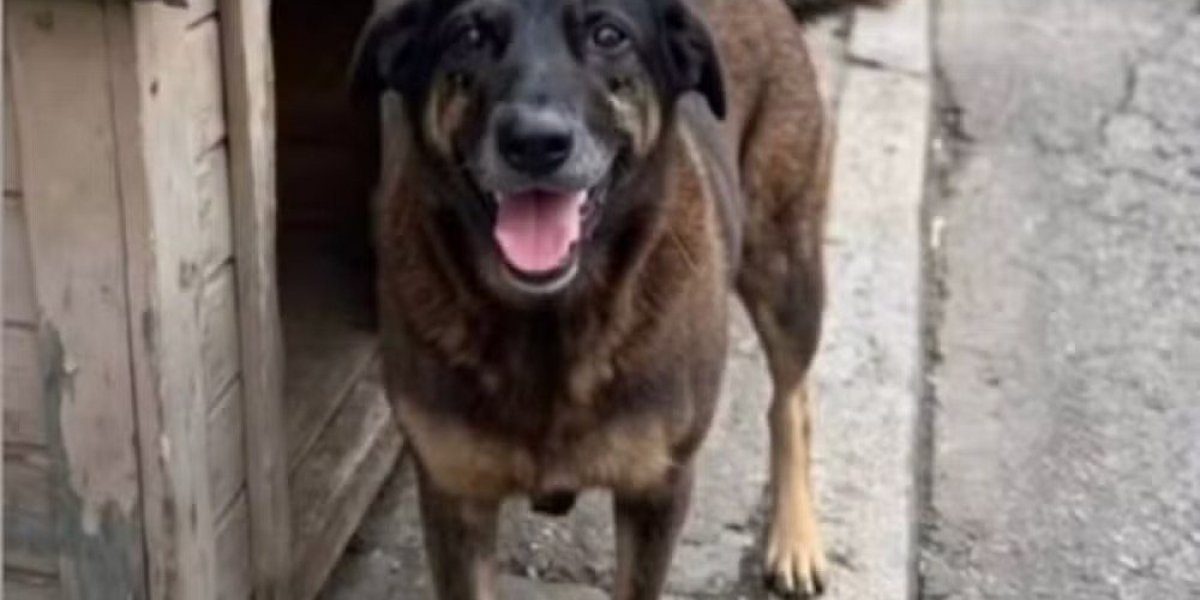 Polícia indicia envolvidos por tentativa de coagir testemunhas sobre morte do cão Orelha