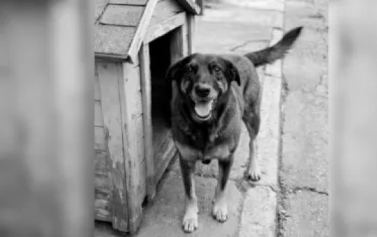 Advogados afirmam que jovens suspeitos de assassinar cão orelha estão sendo perseguidos e difamados