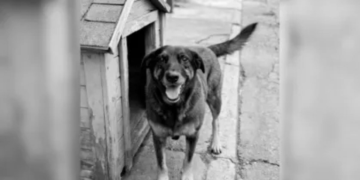 Advogados afirmam que jovens suspeitos de assassinar cão orelha estão sendo perseguidos e difamados