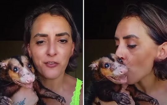 Mulher viraliza ao mostrar gambá como seu animal de estimação