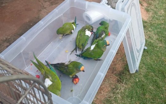 Mais de 350 periquitos morreram após queda de árvore