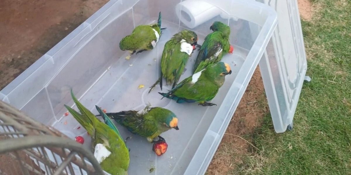 Árvore que abrigava os animais caiu após ser atingida por tempestade.