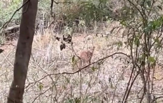 Homem se depara com duas onças durante uma trilha em Minas Gerais