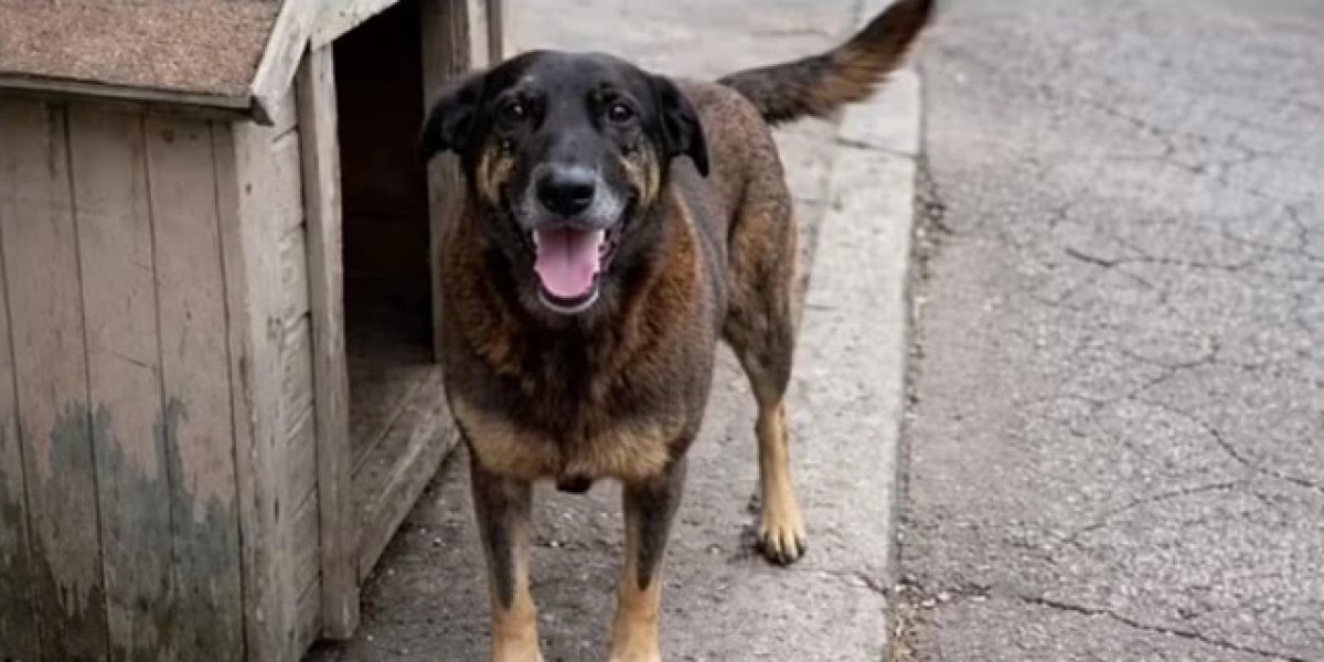 Polícia conclui investigação sobre morte do cão Orelha e pede internação de adolescente