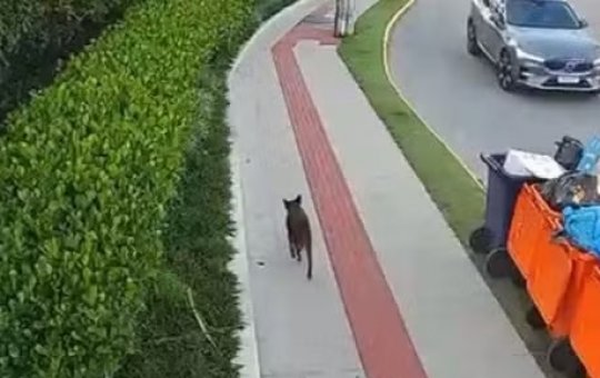 Defesa contesta autoria de adolescente com vídeo do cão 'Orelha' andando após suposto horário das agressões