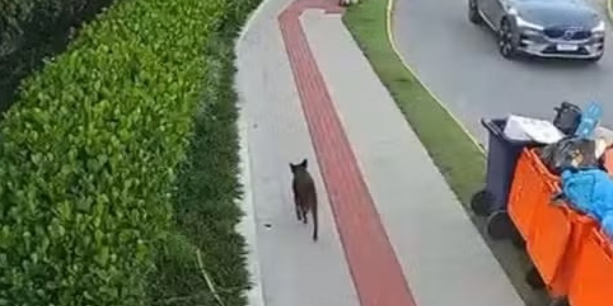Defesa contesta autoria de adolescente com vídeo do cão 'Orelha' andando após suposto horário das agressões
