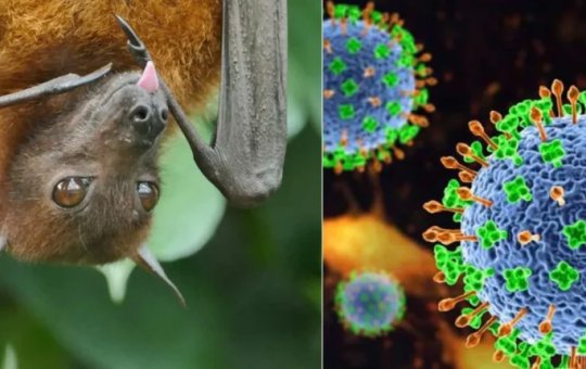 Vírus Nipah: doença rara e altamente letal volta a preocupar autoridades de saúde