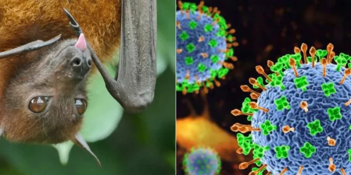 Vírus Nipah: doença rara e altamente letal volta a preocupar autoridades de saúde