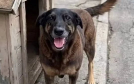 Adolescente investigado pela morte do cão Orelha pode ter passaporte apreendido a pedido da polícia