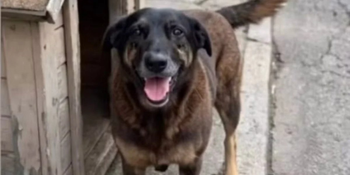 Adolescente investigado pela morte do cão Orelha pode ter passaporte apreendido a pedido da polícia