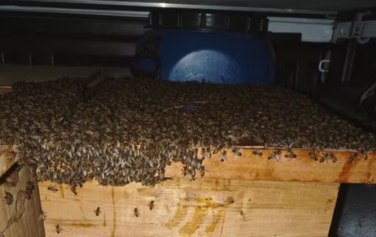 Ataque de abelhas deixa 15 pessoas feridas no norte da Bahia