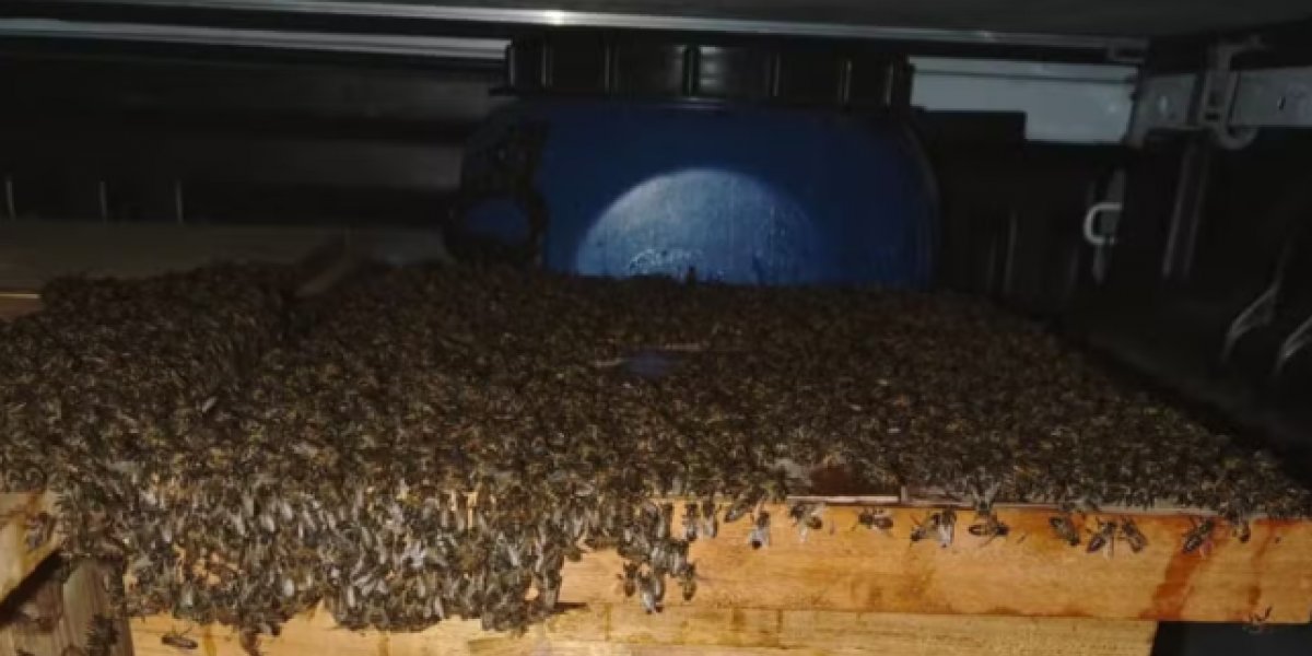 Ataque de abelhas deixa 15 pessoas feridas no norte da Bahia