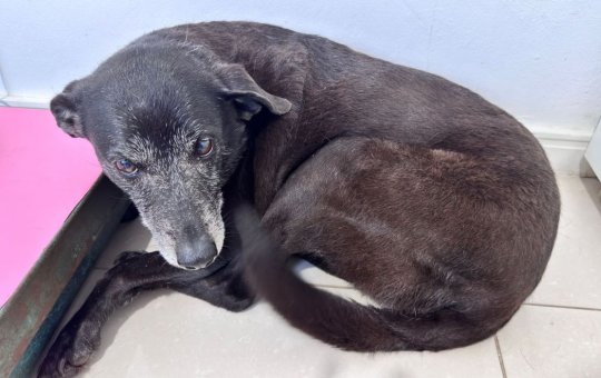 Cadela Pretinha, amiga do cão Orelha, morre após tratamento contra doença grave