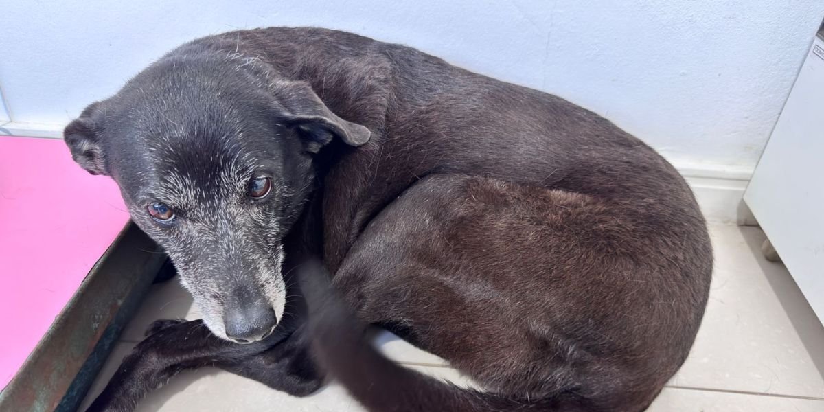 Cadela Pretinha, amiga do cão Orelha, morre após tratamento contra doença grave