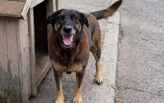 Corpo do cão Orelha é exumado após solicitação do MP para realização de nova perícia