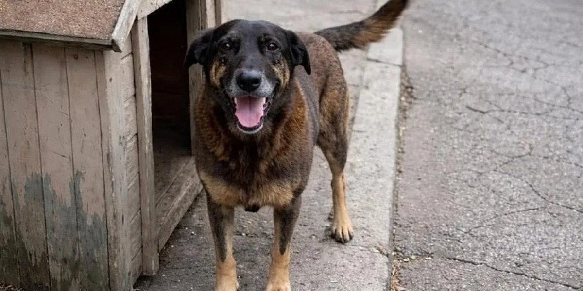 Corpo do cão Orelha é exumado após solicitação do MP para realização de nova perícia