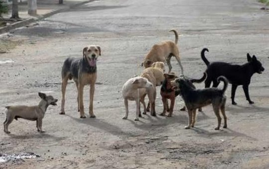 Marrocos é acusado de planejar abate de 3 milhões de cães para 'limpar' as ruas antes da Copa do Mundo em 2030