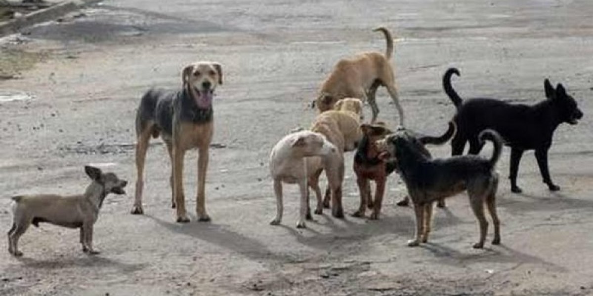 Marrocos é acusado de planejar abate de 3 milhões de cães para 'limpar' as ruas antes da Copa do Mundo em 2030
