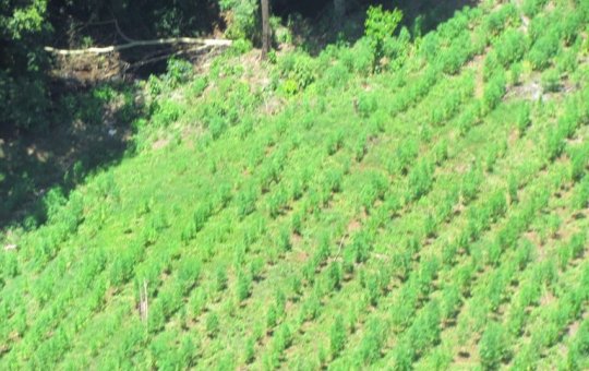 Polícia apreende mais de uma tonelada de maconha em fazenda